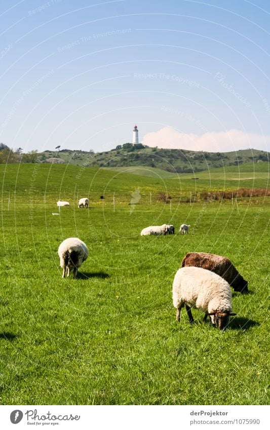 Frühlingsidylle mit Gras vor Leuchtturm Ferien & Urlaub & Reisen Tourismus Ausflug Ferne Sightseeing Sommerurlaub Insel Umwelt Natur Landschaft Pflanze Tier