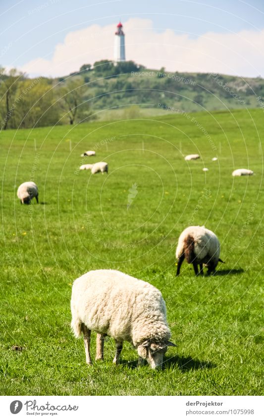 Frühlingsidylle vor Leuchtturm Ferien & Urlaub & Reisen Tourismus Ausflug Ferne Freiheit Umwelt Natur Landschaft Pflanze Tier Schönes Wetter Feld Hügel Ostsee