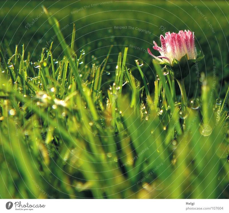 leicht geöffnete Knospe eines Gänseblümchens im Gras mit Tautropfen Halm Wiese Blume Stengel nass glänzend schimmern vertikal stehen Unschärfe Herbst grün