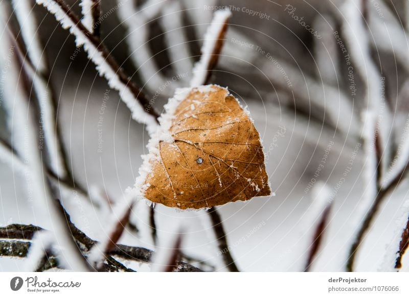 Ein Blatt hat schon mal durchgehalten Ferien & Urlaub & Reisen Tourismus Ausflug Schnee Winterurlaub Berge u. Gebirge Umwelt Natur Pflanze Schönes Wetter Eis