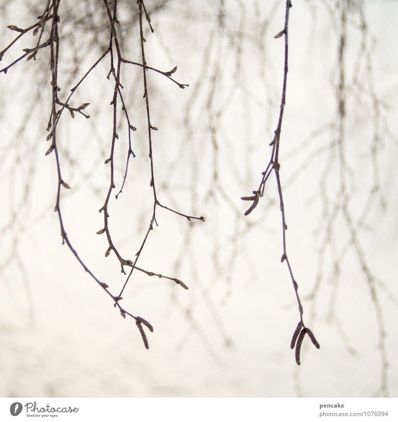 wiederholung Natur Frühling Winter Nebel Schnee Baum Zeichen nah feminin bizarr Leben ruhig Zweige u. Äste überlagert hängend Sehnsucht Wiederholung Unschärfe