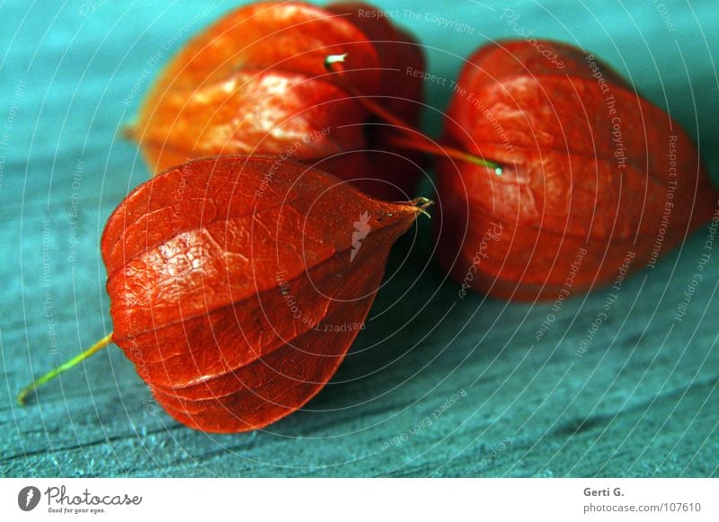 Drillinge Physalis Lampionblume Nachtschattengewächse 3 türkis Holz Untergrund essbar Zierpflanze Zusammensein glänzend knallig verrückt grell fruchtig