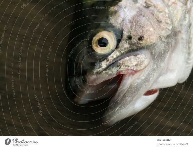 fangfrische Forelle Regenbogen Raubfisch Fliegenfischen Teich Bach See Petri Heil lecker Glätte schleimig Angeln ködern Fisch Freizeit & Hobby Fluss fish trout