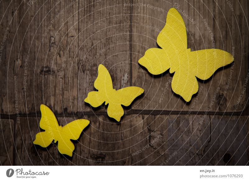 Flugbahn Muttertag Geburtstag Frühling Schmetterling 3 Tier Holz fliegen Freundlichkeit Fröhlichkeit schön braun gelb Freude Glück Lebensfreude Frühlingsgefühle