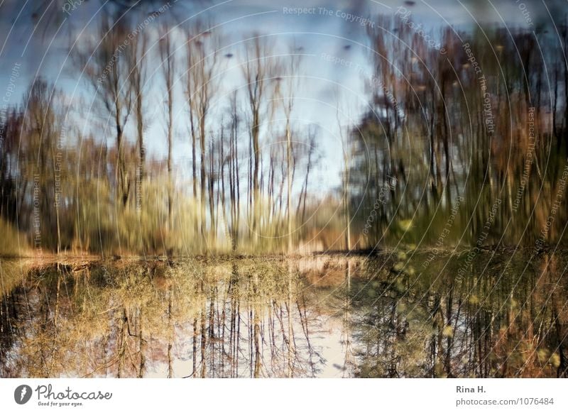 Verkehrte Welt Umwelt Natur Landschaft Pflanze Frühling Schönes Wetter Baum See natürlich gemalt Romantik verkehrt Farbfoto Außenaufnahme Menschenleer