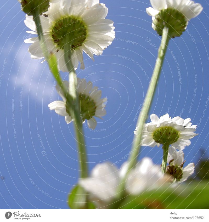 hoch hinaus... Blume Blüte Sommerblumen Blütenblatt Stengel Froschperspektive emporragend Unschärfe Wolken weiß grün gelb Wegrand schön Margarite aufwärts