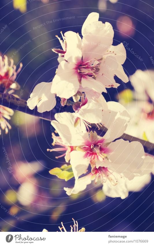 blanc & rose Umwelt Natur Pflanze Frühling Sommer Blüte exotisch Garten Park schön Blütenpflanze Blütenblatt Blühend rosa weiß cremegelb Lichtpunkt diagonal