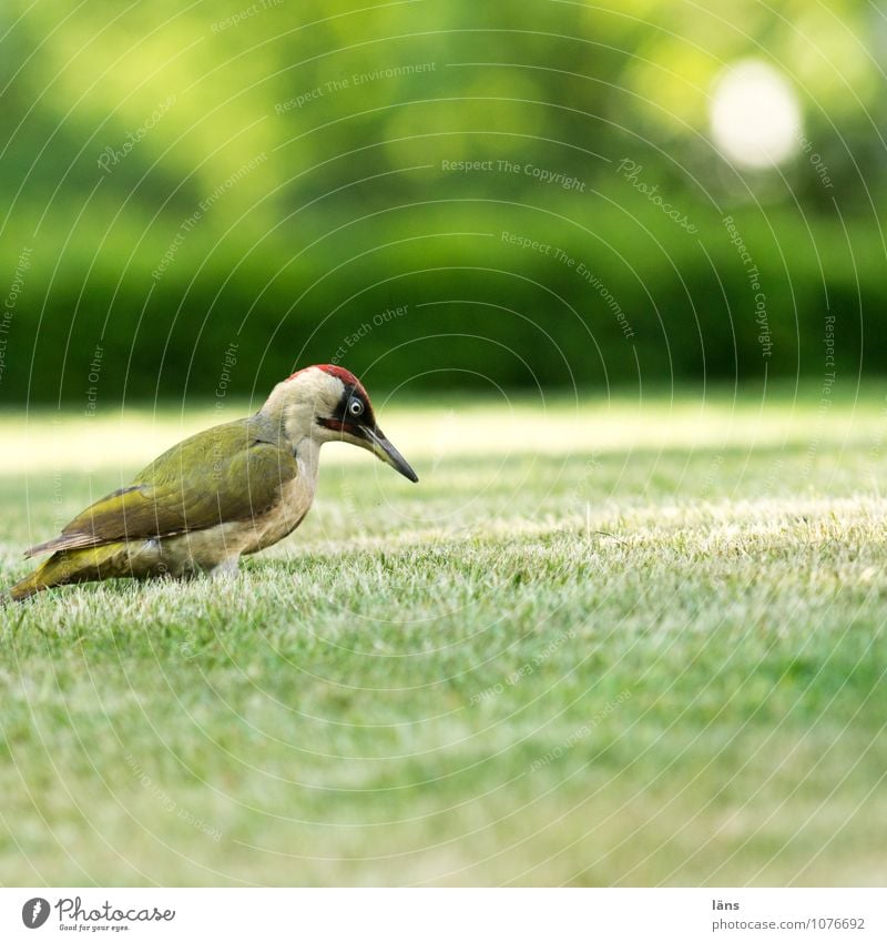 Grünspecht Natur Gras Garten Wiese Tier Vogel 1 beobachten warten listig Neugier Optimismus Specht Rasen lau Farbfoto Außenaufnahme Menschenleer