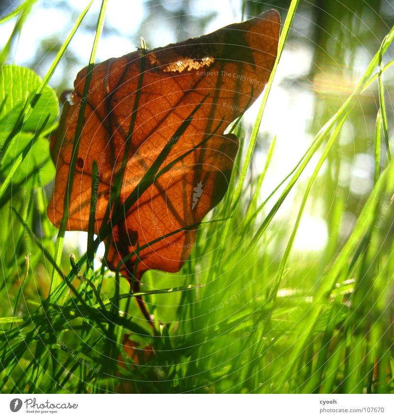 der Herbst ist schön! Sonnenlicht Sonnenstrahlen Eiche Blatt grün Gras braun grasgrün Wiese nah Froschperspektive Licht Lichtfleck ruhig Suche finden entdecken