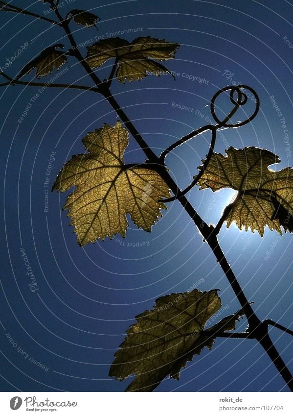 Verschlungen Weinberg Strahlung Rheingau Eltville Blatt Weinblatt Gegenlicht blau grün festhalten durcheinander Ranke Weinbau Weinlese Pflanze Winzer Alkohol