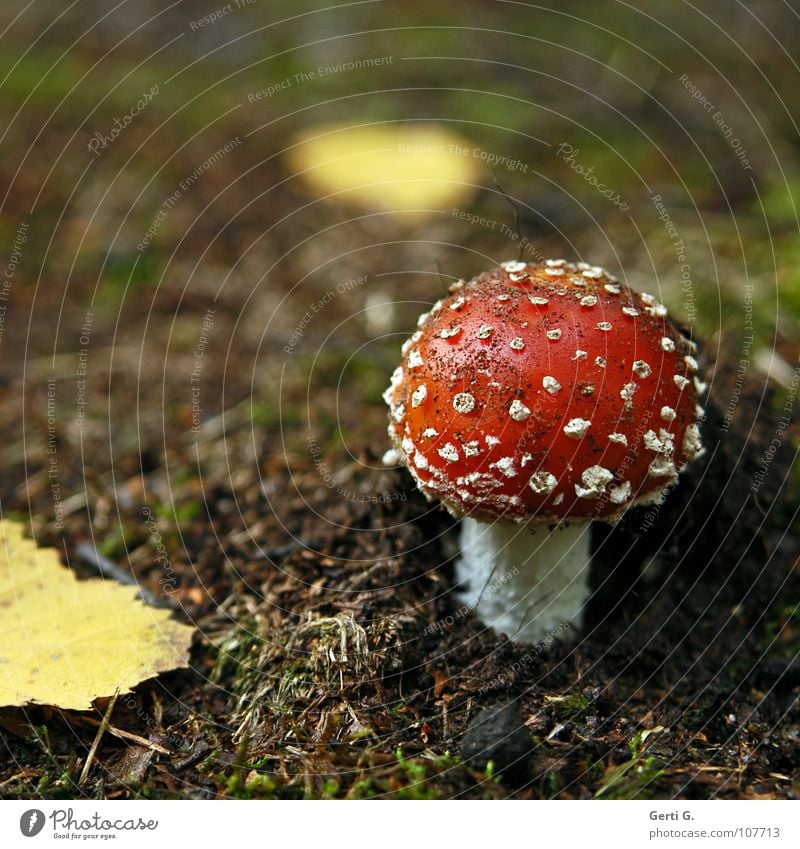 Glyxpilz Fliegenpilz Waldboden Herbst Gift Flocke Rauschmittel Symbole & Metaphern Wachstum braun Blatt gelb gefährlich amanita muscaria Pilz giftpilz muskarin