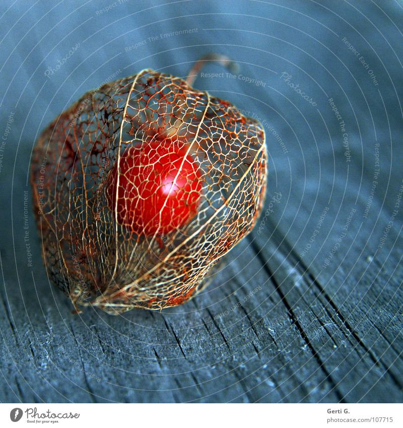 Einzelkind Physalis Lampionblume Nachtschattengewächse Holz Untergrund essbar Zierpflanze glänzend knallig verrückt grell fruchtig Blütenkelch Schutzhülle