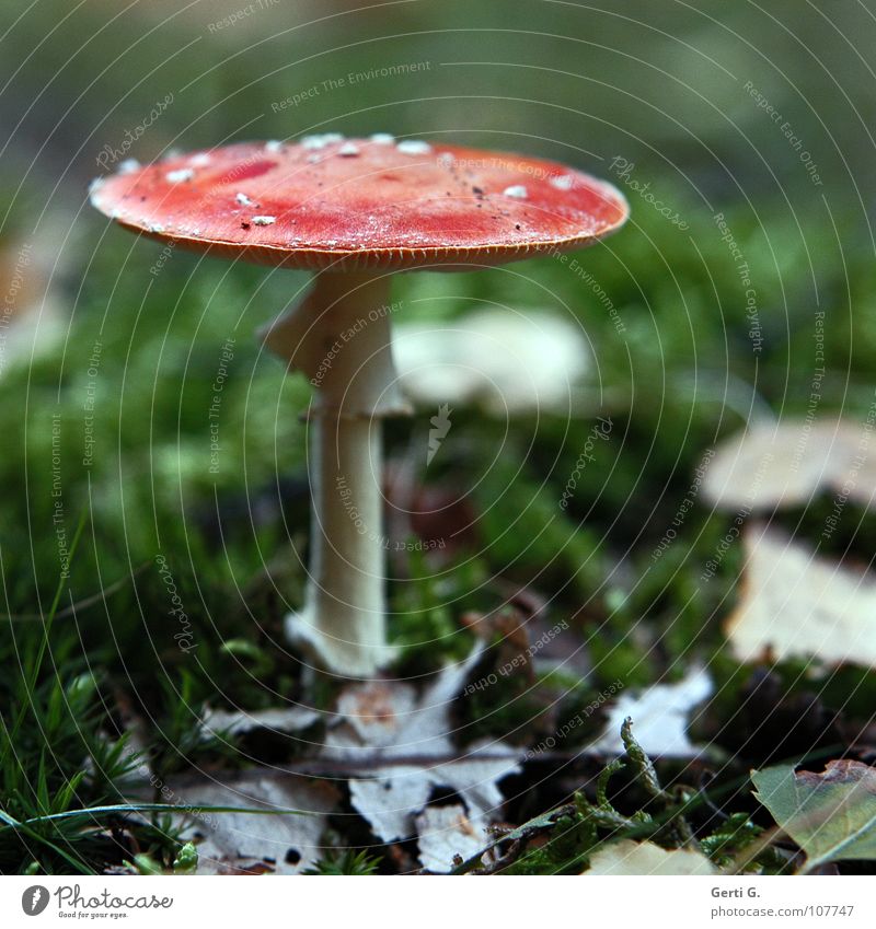 Dachschaden Fliegenpilz Waldboden Herbst Gift Flocke Rauschmittel Symbole & Metaphern Wachstum braun Blatt rot amanita muscaria Pilz giftpilz muskarin Hut