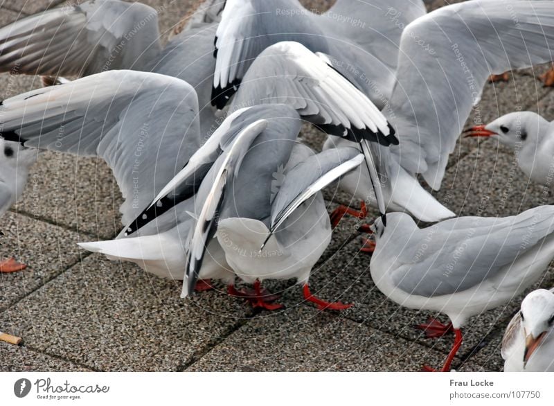 Möven-Galama Futter füttern Vogel Schnabel Federvieh Flügel fliegen picken Vogelvieh Flügelschlagen