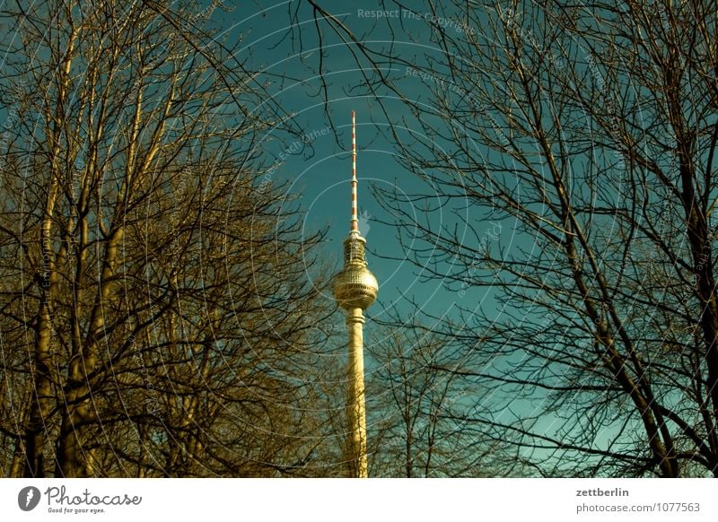 365 Berlin Hauptstadt Berliner Fernsehturm Funktechnik Alexanderplatz Stadtzentrum Frühling Baum Baumstamm Ast Zweig Himmel Textfreiraum Deutschland Wahrzeichen