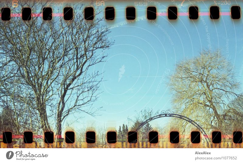 Gartenpanorama mit Himmel Umwelt Landschaft Luft Herbst Schönes Wetter Pflanze Baum Sträucher Rosenbogen Gitter Idylle leuchten ästhetisch natürlich retro schön