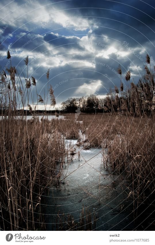 Still und kalt Umwelt Natur Landschaft Pflanze Himmel Wolken Horizont Winter Eis Frost Baum Sträucher Röhricht warten ruhig Idylle Ferne Farbfoto Außenaufnahme