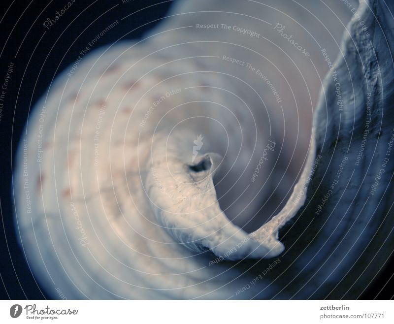 Muschel exotisch Kalk maritim Spirale Weichtier Dinge Tier Schneckenhaus Nahaufnahme Makroaufnahme Menschenleer weiß