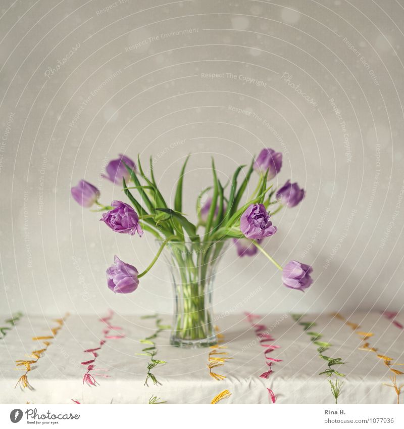 TulpenStill Blühend verblüht elegant Vergänglichkeit Vase Anmut Tischwäsche Stillleben Farbfoto Innenaufnahme Menschenleer Textfreiraum oben