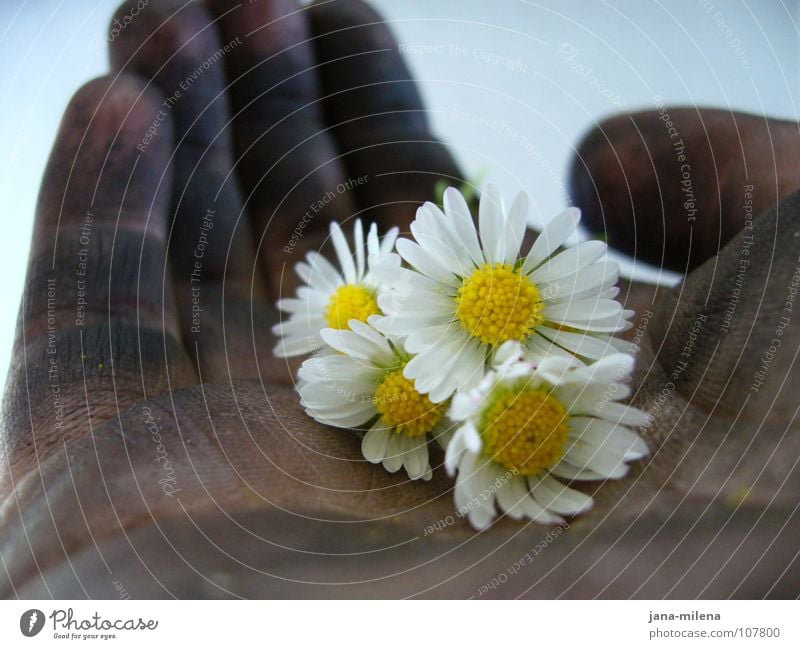 Reifenwechsel II Hand Blume Gänseblümchen zart fein dreckig Gegenteil schwarz ohnmächtig stark Schwäche Geborgenheit Sicherheit Freundschaft geben Zufriedenheit