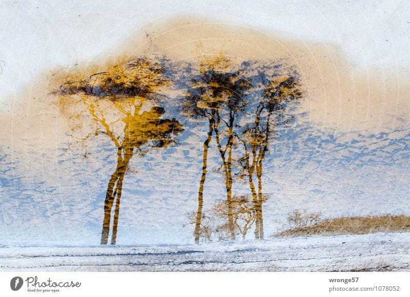 Küstenwald Natur Landschaft Pflanze Sand Wasser Schönes Wetter Baum Windflüchter Wald Strand Ostsee maritim braun weiß bizarr Umwelt Waldrand Stranddüne Pfütze