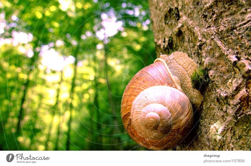 hoch hinaus Nacktschnecken Schneckenhaus braun grün Spirale Baum Baumrinde Wald Baumstamm Makroaufnahme Nahaufnahme Sonne