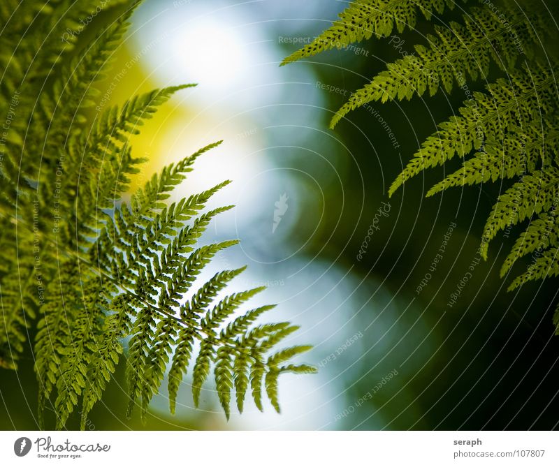 Königsfarn Farn Echte Farne grün Blatt pteridopsida Pflanze königsfarn tüpfelfarn Natur Farnblatt filigran Stengel gefiedert frisch Wachstum Botanik