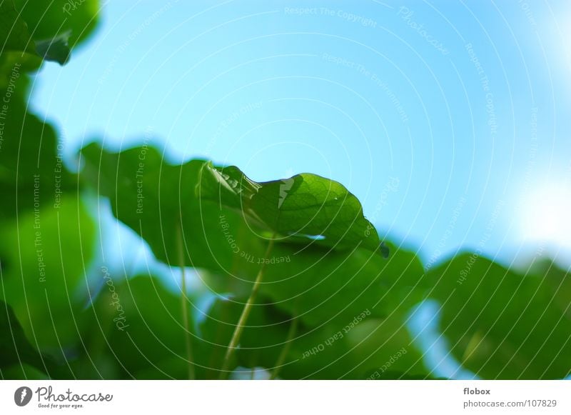 Lieblings... Blatt springen Frühling Natur Himmel Wolken grün Sommer Physik mehrere Pflanze Photosynthese frisch Botanik Pflanzenteile pflanzlich Sträucher nah