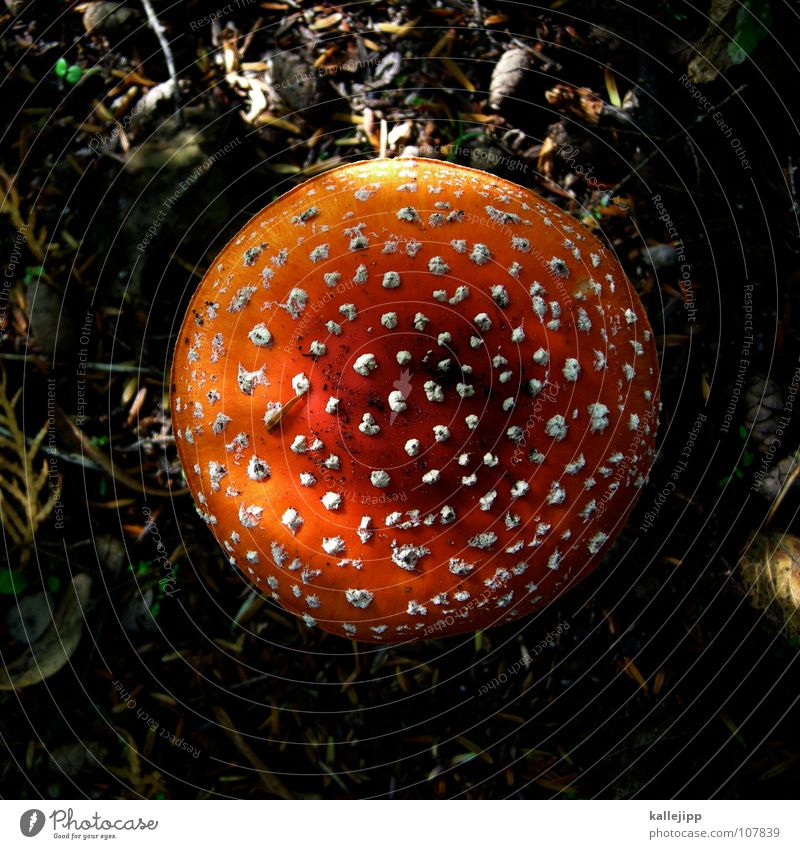 Amanita muscaria var. muscaria Fliegenpilz Gift essbar vergiften genießen Tod fatal Sammlung Pilzsucher Pilzsuppe Wachstum austreiben feucht Waldspaziergang