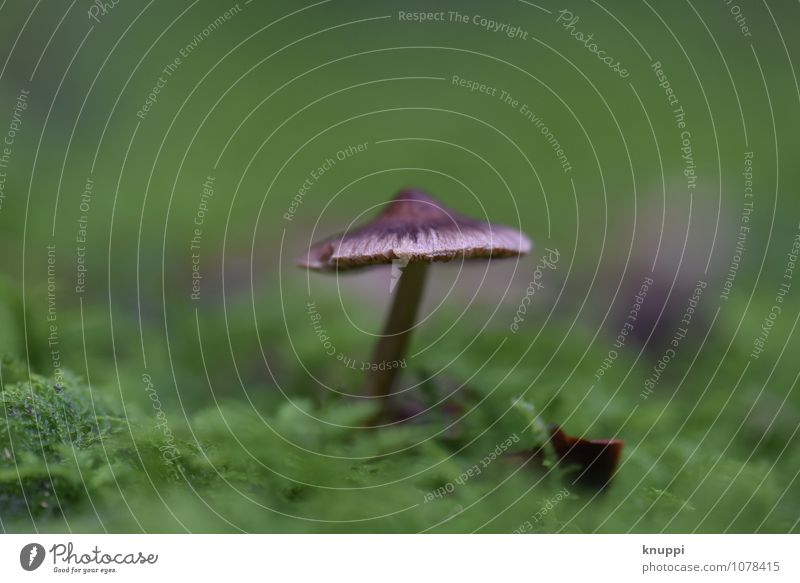 Pilz Umwelt Natur Pflanze Tier Erde Sonnenlicht Herbst Klima schlechtes Wetter Moos Park Wald außergewöhnlich dunkel dünn schön kalt natürlich wild braun grün