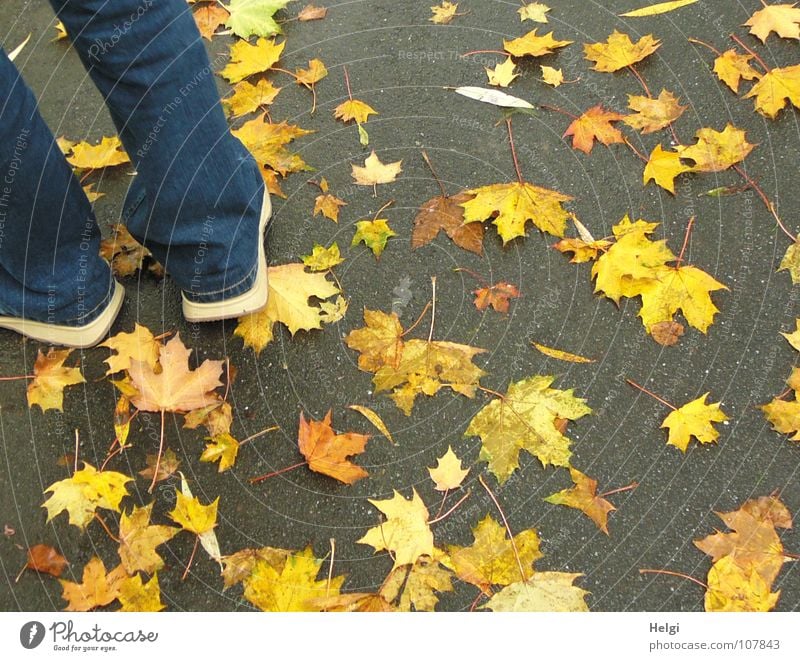 Männerbeine in Jeanshose und Schuhen auf einem Weg mit gelben Herbstblättern Blatt fallen nebeneinander Zusammensein aufeinander Ahorn Ahornblatt Stengel Hose