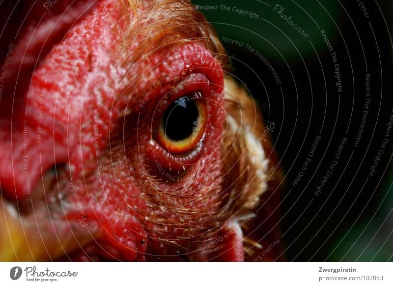 Strenger Blick Haushuhn Tier Kamm Tiergesicht Auge Pupille rot nah Außenaufnahme Makroaufnahme Vogel Blick in die Kamera Vogelkopf Vogelauge Gesichtsausdruck