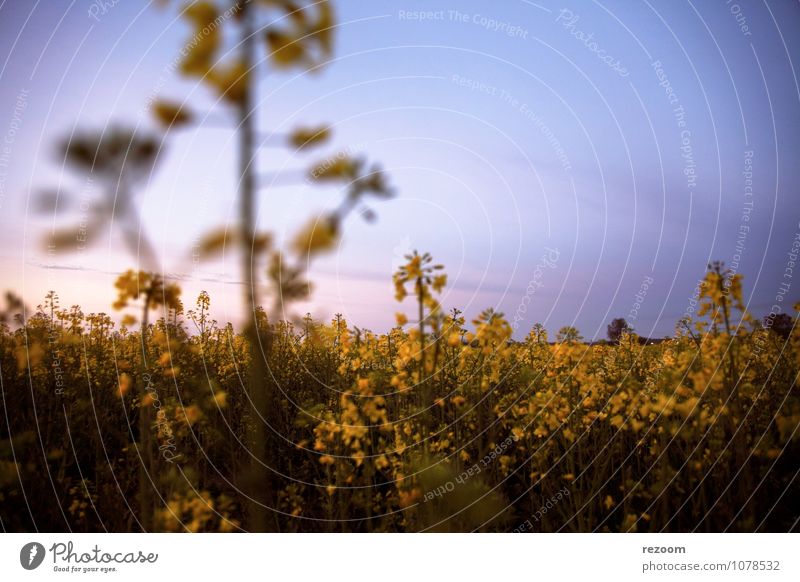 Rapsfeld Landwirtschaft Forstwirtschaft Natur Pflanze Himmel Frühling Nutzpflanze Feld natürlich blau gelb grün rosa Idylle Umwelt Farbfoto Außenaufnahme