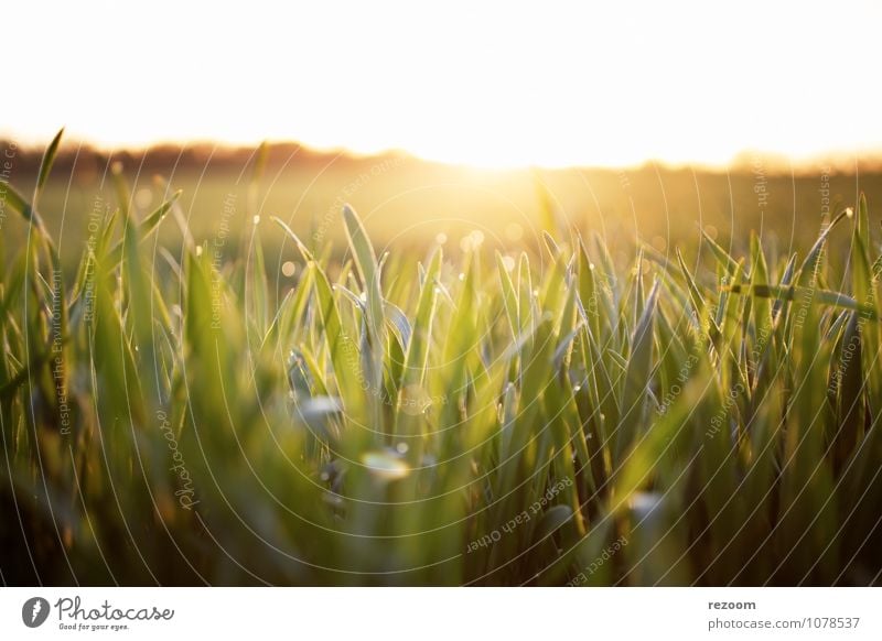 Sonnenaufgang Feld Landwirtschaft Forstwirtschaft Umwelt Natur Pflanze Sonnenuntergang Sonnenlicht Gras Nutzpflanze natürlich Wärme gelb grün Frühlingsgefühle