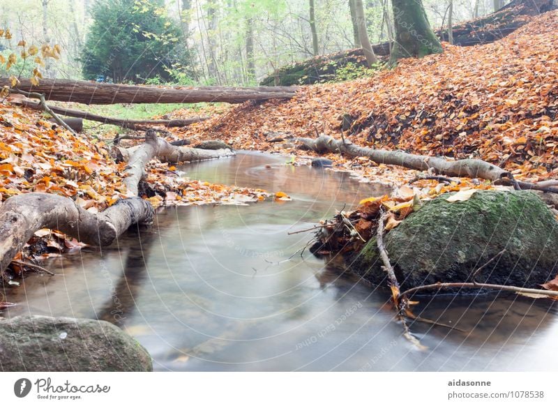 Bachlauf im Herbst Natur Landschaft Pflanze Erde Wasser Nebel Wald Felsen Flussufer Zufriedenheit achtsam Gelassenheit geduldig ruhig Einsamkeit quellenthal