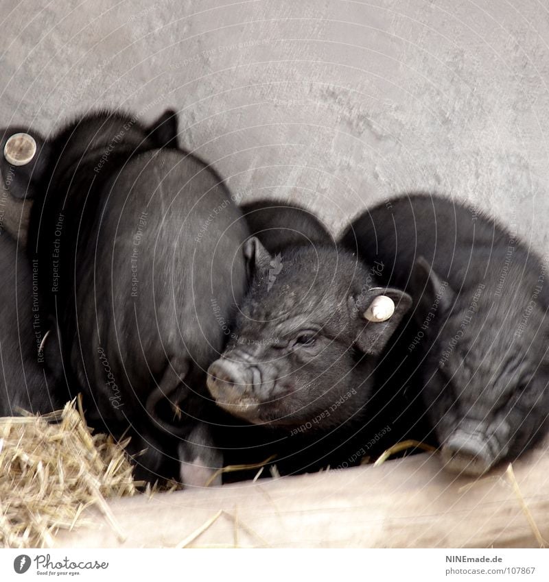 Schweinerei Hängebauchschwein Ferkel Grunzen quieken Holz schwarz Borsten niedlich klein Falte Schwanz Rüssel Stroh Stall Geruch Balken Nasenloch Bauernhof