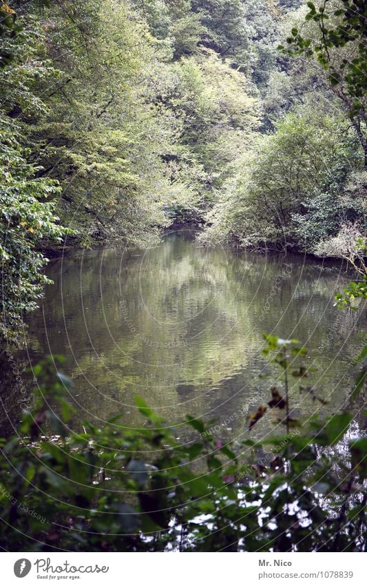 wupper tal Freizeit & Hobby Angeln Ferien & Urlaub & Reisen Tourismus Ausflug Umwelt Natur Landschaft Wasser Pflanze Baum Wald Teich See Fluss natürlich Wupper