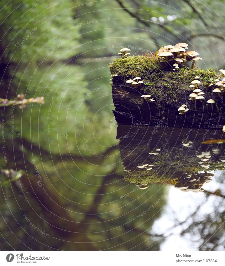 über die wupper gehen Freizeit & Hobby Ausflug Umwelt Natur Landschaft Wasser Pflanze Baum Moos Wald Flussufer Moor Sumpf Teich See Bach natürlich grün Pilz