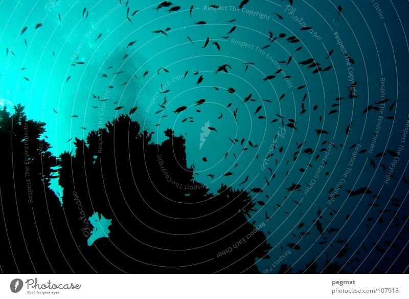 Fischschwarm Korallen Tier tief Wasser tauchen Gegenlicht Ferien & Urlaub & Reisen Sommer Riff Meer blau Schwarm Nlasen Rotes Meer Open Water Diver
