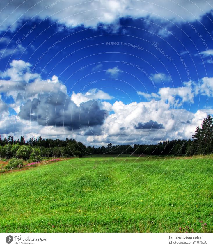 Im Land der Elche Erholung ruhig Kur Ferien & Urlaub & Reisen Ferne Natur Landschaft Himmel Wolken Gewitterwolken Frühling Wetter Unwetter Baum Gras Wiese Wald