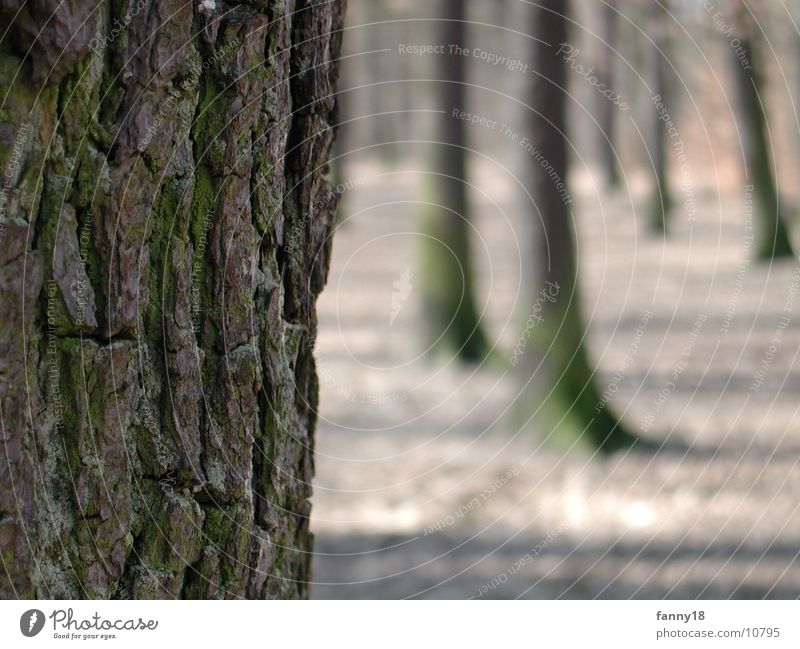 Die Baumrinde Wald Makroaufnahme Natur