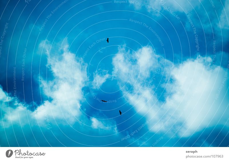Vogelflug Greifvogel Habichte Bussard Milan Rabenvögel Krähe Flügel fliegen fliegend schwingen gleiten Gleitflug Ornithologie Schwarm Feder Himmel Vogelschwarm