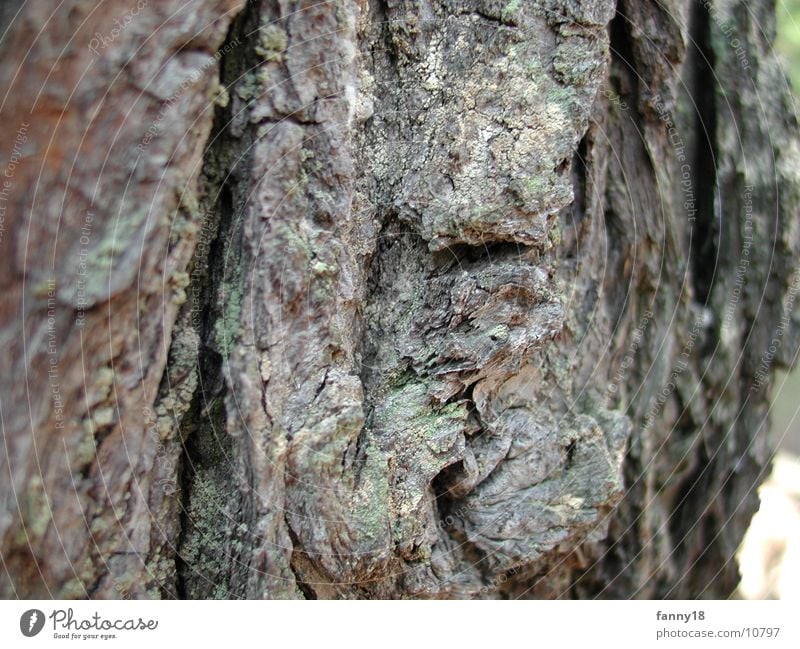 Die Baumrinde 2 Natur Makroaufnahme