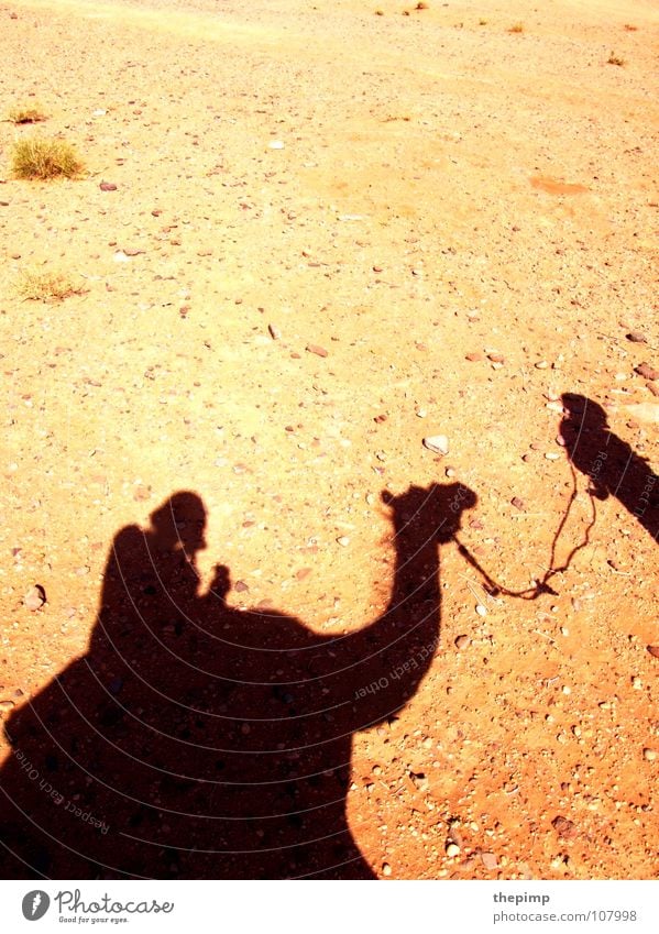 Karawane Kamel Kameltreiber Steinwüste Geröll Sommer heiß Wüste Sonne Schatten