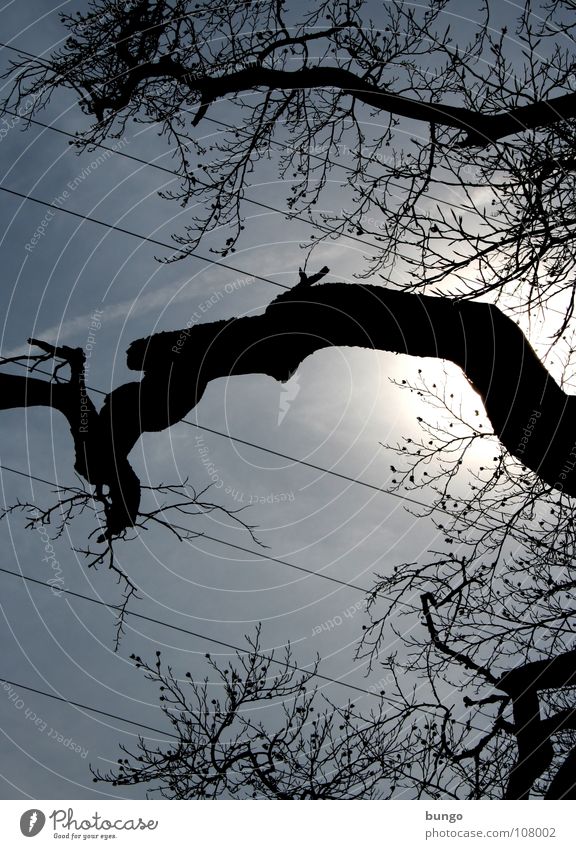 Sweetness Baum verzweigt Pflanze Elektrizität Kabel Wolken lang Gegenlicht Silhouette dunkel bedrohlich Unwetter Naturphänomene Dämmerung Nacht Sonnenstrahlen