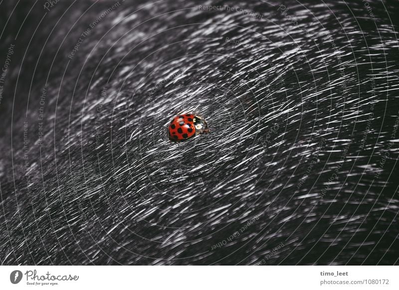 Käfer trifft Hund. Tier Haustier 2 entdecken außergewöhnlich Marienkäfer Fell Schwarzweißfoto Farbfoto Nahaufnahme Detailaufnahme Makroaufnahme Experiment