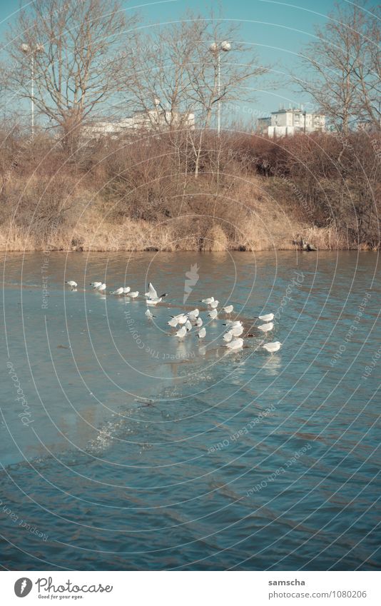 auf dünnem Eis Umwelt Natur Landschaft Pflanze Tier Wasser Frühling Winter Wetter Schönes Wetter Frost Park Küste Seeufer Bucht Teich Vogel Tiergruppe fliegen