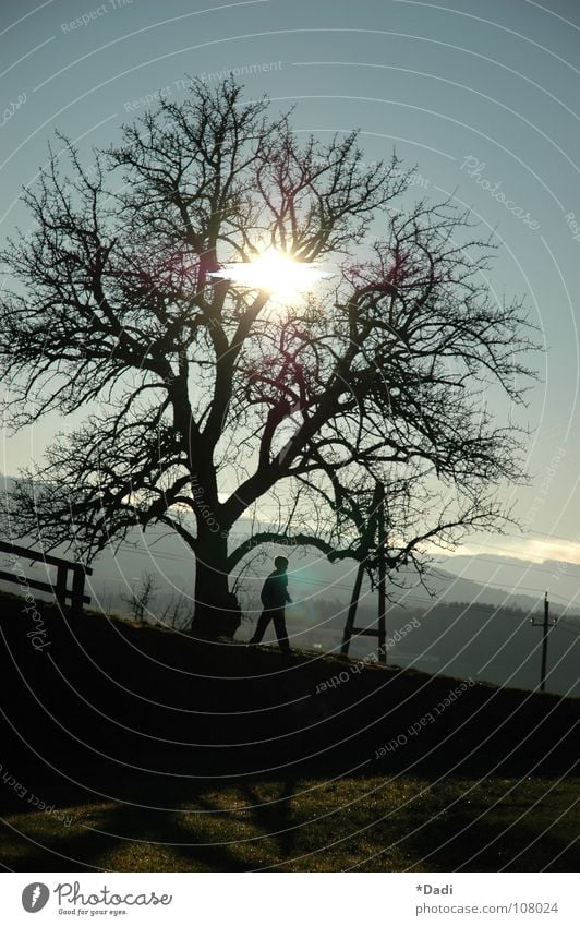 Ausblick Baum schwarz groß Beleuchtung Macht Holz Licht weiß gelb klein stehen vertikal Silhouette Zaun abwärts Holzbrett Strommast Nebel Flüssigkeit Berghang