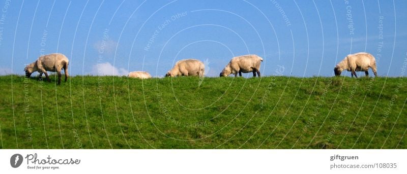 sheepwalk Schaf Wolle Wiese Gras grün weiß Wolken Altokumulus floccus Fressen Deich Laufsteg Tier Säugetier blau Himmel Blauer Himmel