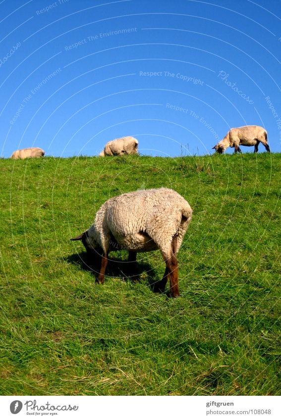 wollige rasenmäher Schaf Rasenmäher Deich Gras Wiese Fressen grün weiß Tier Wolle Landschaftspflege Säugetier Strand Küste rasenmähen blau Himmel Schönes Wetter